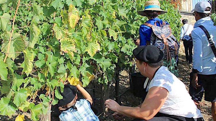 CONVIVIAL - Bientôt les vendanges à l’escalier monumental d’Auch